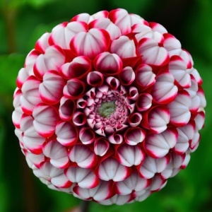 Bulbi Dalia Gigant Crimson Edge - 1 Bucată (Rădăcină)