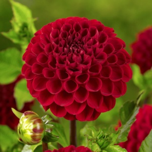 Bulbi Dalia Gigant Ruby Sphere - 1 Bucată (Rădăcină)