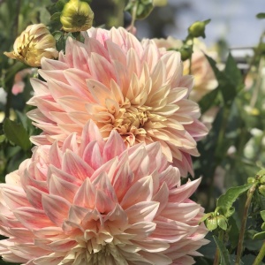 Bulbi Dalia - Ice Cube - Pachet 1 bulb