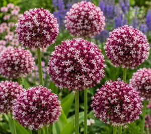 Bulbi de Allium Raspberry Cream - Pachet 5 Bulbi