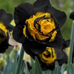 Bulbi de Narcise Duble Black Sun - Pachet 3 Bulbi