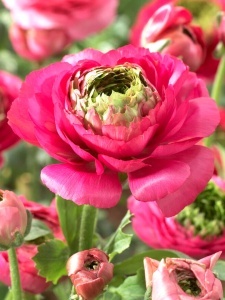 Bulbi de Ranunculus Deep Rose - Pachet 10 Bulbi
