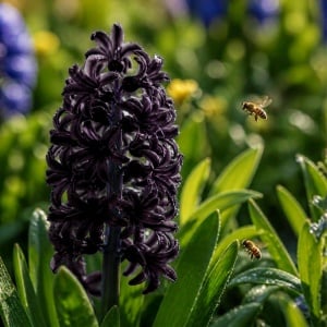 Bulbi de Zambilă Blue Sapphire - Pachet 3 Bucăți