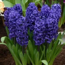 Bulbi de Zambile Deep Blue – Pachet 3 Bulbi