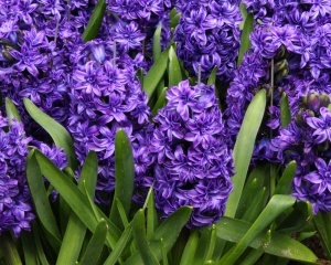 Bulbi de Zambile Royal Violet – Pachet 3 Bulbi