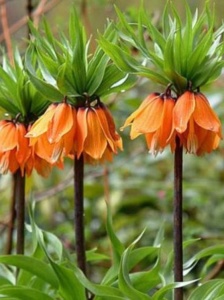 Bulbi Fritillaria - Aurora - 1 bulb - Img 2