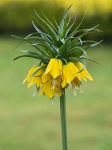 Bulbi Fritillaria - Imperialis Lutea - 1 bulb