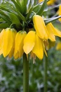 Bulbi Fritillaria - Imperialis Lutea - Aqua Flowers - Img 2