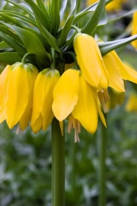 Bulbi Fritillaria - Imperialis Lutea - Img 2