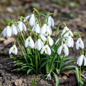 Bulbi Ghiocei - Galanthus Gigant – Pachet 5 Bulb