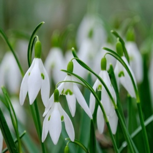 Bulbi Ghiocei - Galanthus Mount Everest – Pachet 5 Bulb - Img 2