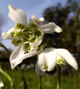 Bulbi Ghiocei - Galanthus Nivalis Flore Pleno – Pachet 5 Bulb - Aqua Flowers - Img 1