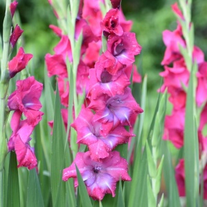 Bulbi Gladiole - Lumiere – Pachet 3 Bulbi