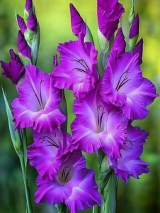 Bulbi Gladiole - Purple Dream – Pachet 3 Bulbi