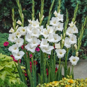 Bulbi Gladiole - White Prosperity – Pachet 3 Bulbi