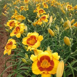 Bulbi Hemerocallis - Fooled me – Pachet 1 Bulb - Aqua Flowers