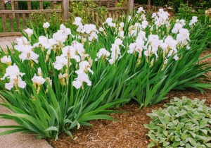 Bulbi Iris Germanica - Ski White – Pachet 1 Bulb - Aqua Flowers - Img 1