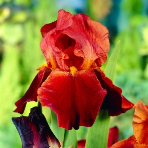 Bulbi Iris Germanica - Sultan’s Palace – Pachet 1 Bulb