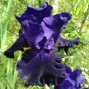 Bulbi Iris Germanica - Tuxedo – Pachet 1 Bulb