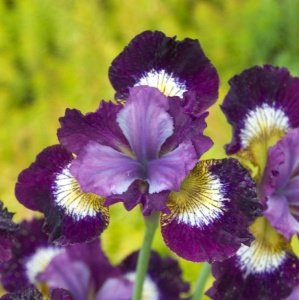 Bulbi Iris Sibirica - Charming Billy – Pachet 1 Bulb