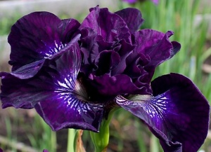 Bulbi Iris Sibirica - Purplelicious – Pachet 1 Bulb - Aqua Flowers - Img 3