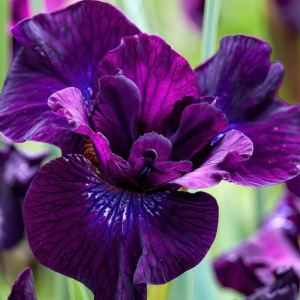 Bulbi Iris Sibirica - Purplelicious – Pachet 1 Bulb