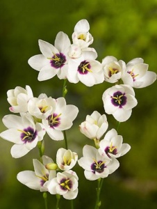 Bulbi Ixia - Hogarth - Pachet 10 Bulbi