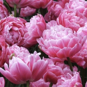 Bulbi Lalele Aveyron – Pachet 5 Bulbi - Img 3