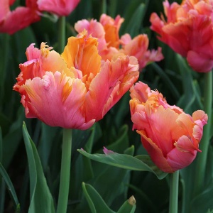 Bulbi Lalele Comet – Pachet 5 Bulbi - Img 2