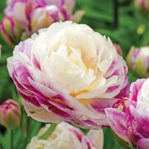 Bulbi Lalele Double Surprise – Pachet 5 Bulbi