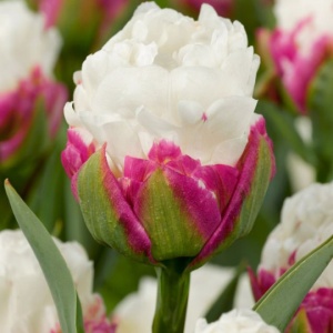 Bulbi Lalele Ice Cream Double Polar – Pachet 5 Bulbi