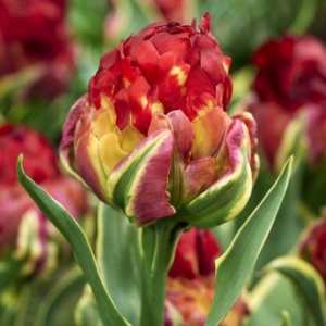 Bulbi Lalele Ice Cream Sorbet – Pachet 5 Bulbi