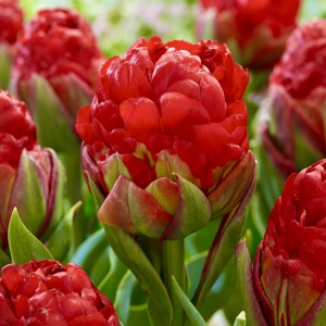 Bulbi Lalele Ice Cream Strawberry – Pachet 5 Bulbi - Img 1