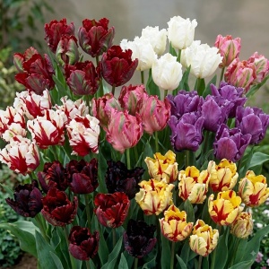 Bulbi Lalele Parrot Mix - Pachet 100 Bulbi