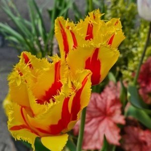 Bulbi Lalele Party Clown – Pachet 5 Bulbi