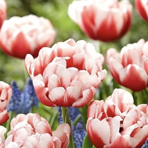 Bulbi Lalele Voicemail – Pachet 5 Bulbi - Img 2