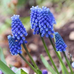 Bulbi Muscari - Dark Eyes Pachet 10 Bulbi