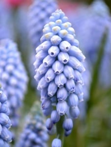 Bulbi Muscari - Valerie Finnis (10 bulbi) - Aqua Flowers - Img 2