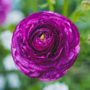 Bulbi Ranunculus – Purple / Violet – Pachet 10 Bulbi