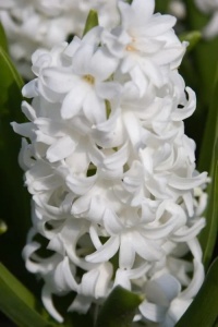 Bulbi Zambile Carnegie – Pachet 3 Bulbi