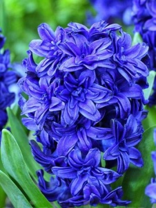 Bulbi Zambile Cristal Palace – Pachet 3 Bulbi