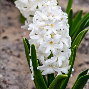 Bulbi Zambile Madam Sophie – Pachet 3 Bulbi