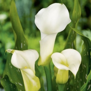 Cală - Elegant Swan – Pachet 1 bulb - Img 3