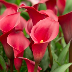 Cală - Red – Pachet 1 bulb - Img 2