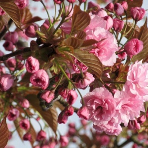 Cireș japonez - Serrulata - Ghiveci - H 80-90 cm - Img 2