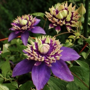 Clematis - Taiga - Ghiveci - H 50-70 cm - Img 1