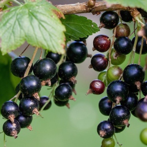 Coacăz Negru Tufă – Ghiveci - Anul 2 inaltime la livrare 30 - 40 cm - Img 2