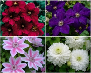 Colectia Economica 4 Clematis La Ghiveci +Cadou Bulb De Crin