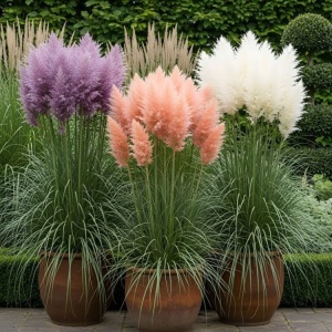 Colectia Iarbă de Pampas x 3 ghivece 2L - Boho Beauty