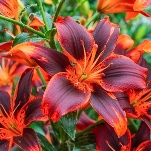 Crin Asiatic Forever Susan – Pachet 1 Bulb